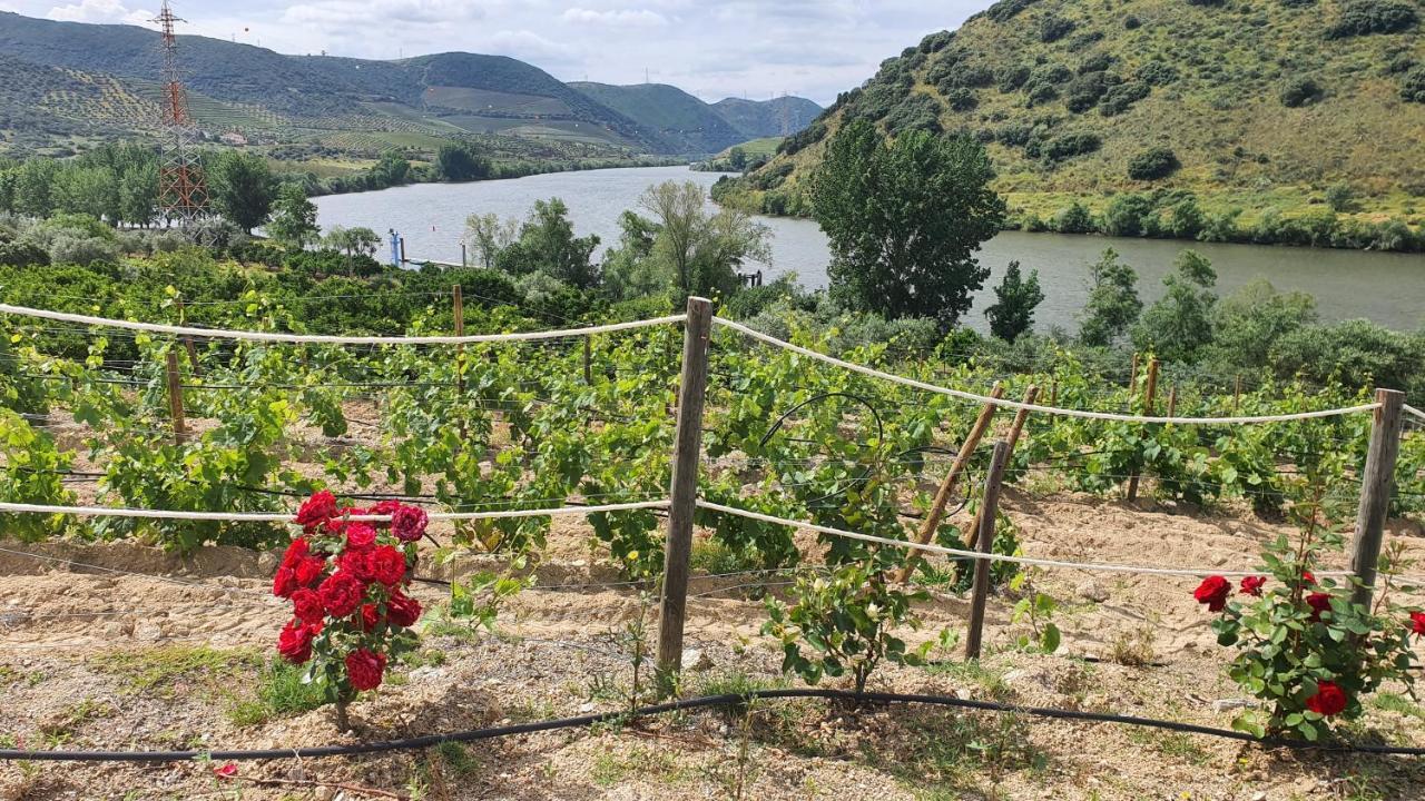 Olhares Do Douro Pensionat Torre De Moncorvo Eksteriør billede
